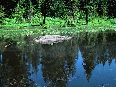 pond in Sphagnum bog on Coal Mountain, Skagit County, Washington