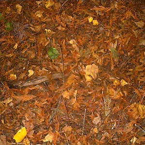 forest floor litter in cedar-fir stand