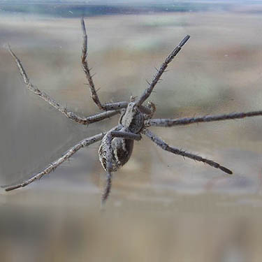 crab spider Philodromus histrio Thomisidae Philodrominae from Corbaley Canyon, Douglas County, Washington