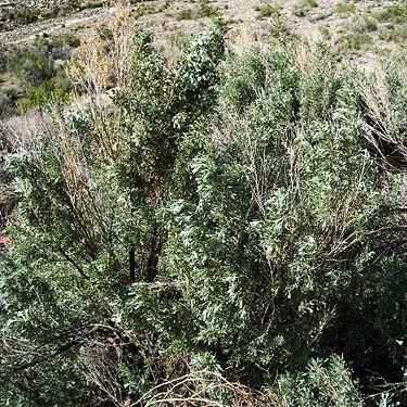sagebrush Artemisia tridentata, Corbaley Canyon, Douglas County, Washington