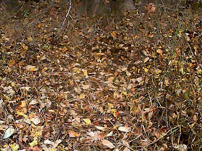 cottonwood forest leaf litter