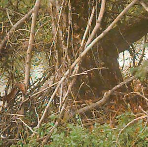 Cottonwood trunk, Populus trichocarpa by Cle Elum River