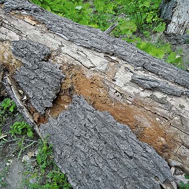 log with loose bark, Cougar Flat Campground, Yakima County, Washington