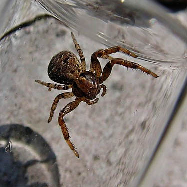 juvenile Xysticus crab spider, Cougar Flat Campground, Yakima County, Washington