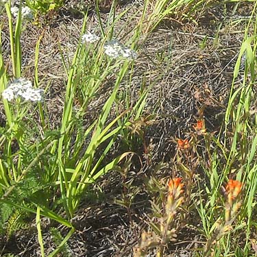 wild flowers, near trailhead of County Line Trail, Kittitas/Chelan County, Washington