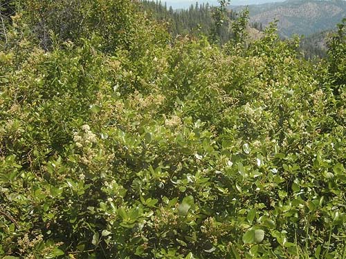 Ceanothus velutinus shrubs, near trailhead of County Line Trail, Kittitas/Chelan County, Washington
