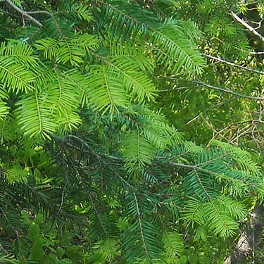 grand fir Abies grandis foliage, near trailhead of County Line Trail, Kittitas/Chelan County, Washington