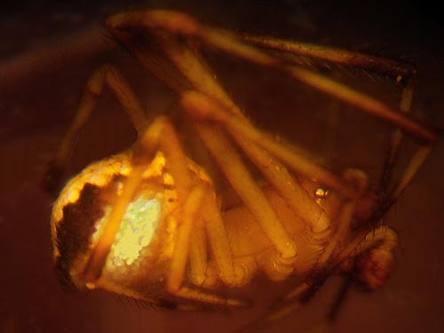 theridiid spider Theridion neomexicanum, near trailhead of County Line Trail, Kittitas/Chelan County, Washington