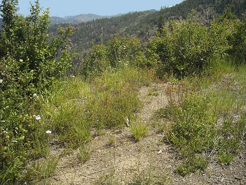 open, parklike habitat, near trailhead of County Line Trail, Kittitas/Chelan County, Washington