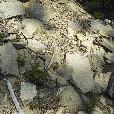 stony spider habitat, near trailhead of County Line Trail, Kittitas/Chelan counties, Washington
