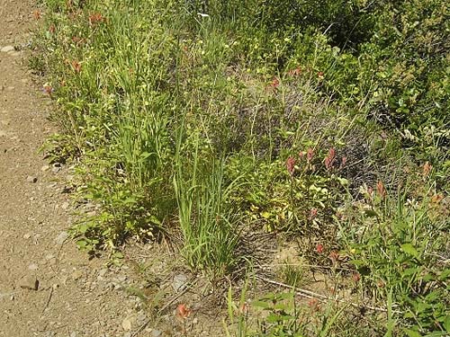 herbaceous roadside verge, near trailhead of County Line Trail, Kittitas/Chelan County, Washington