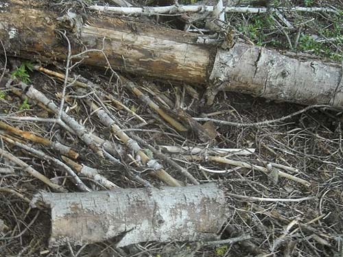 dead wood habitat, near trailhead of County Line Trail, Kittitas/Chelan County, Washington