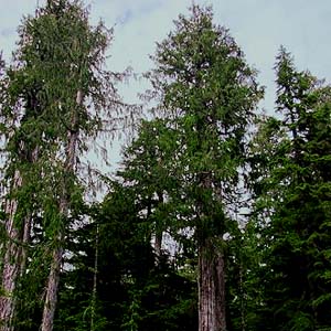 Alaska yellow cedar Chamaecyparis nootkatensis, Dailey Prairie, Whatcom County, Washington