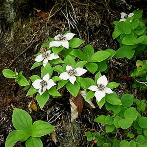 bunchberry Cornus canadensis, Dailey Prairie, Whatcom County, Washington