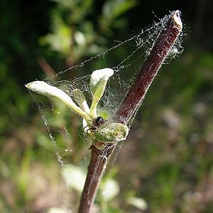 web of Dictyna major Dictynidae, Dailey Prairie, Whatcom County, Washington