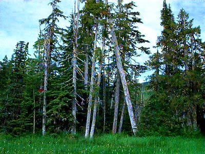 east edge of bog with Alaska yellow cedar Chamaecyparis nootkatensis, Dailey Prairie, Whatcom County, Washington