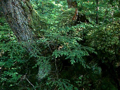 in old growth forest fringe of Dailey Prairie, Whatcom County, Washington