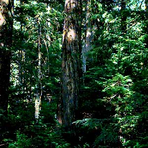 in old growth forest fringe of Dailey Prairie, Whatcom County, Washington