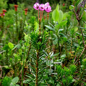 pink mountain-heather Phyllodoce empetriformis, Dailey Prairie, Whatcom County, Washington