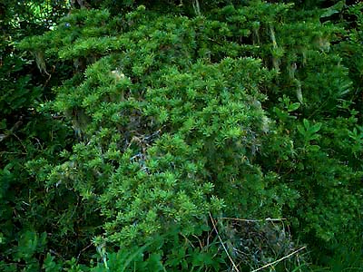 foliage of mountain hemlock Tsuga mertensiana, Dailey Prairie, Whatcom County, Washington
