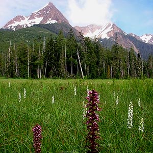 bog orchids under Twin Sisters Mountain at Dailey Prairie, Whatcom County, Washington