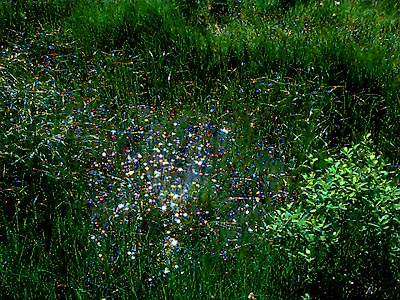 reflections from emergent plants, Dailey Prairie, Whatcom County, Washington