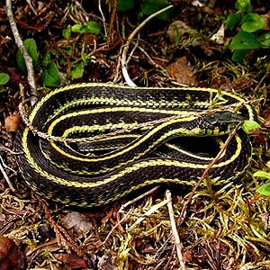 Puget Sound garter snake Thamnophis sirtalis, Dailey Prairie, Whatcom County, Washington