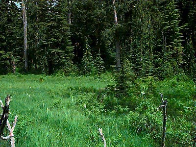 south end of bog, Dailey Prairie, Whatcom County, Washington