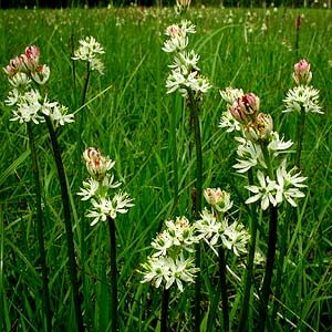 bog lily Triantha glutinosa occidentalis, Dailey Prairie, Whatcom County, Washington