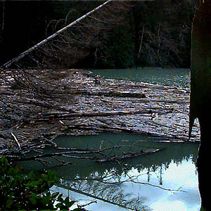 wood on log boom, Lake Aldwell near Lower Elwha Dam, Clallam County, Washington
