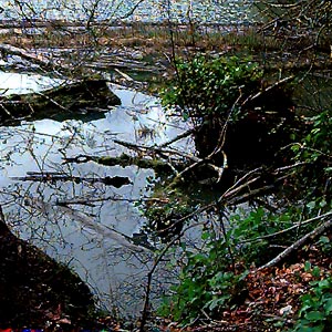 marsh on Lake Aldwell near Lower Elwha Dam, Clallam County, Washington