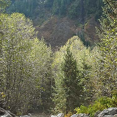 alder along a tributary stream, Deer Creek Road near Silverton, Snohomish County, Washington