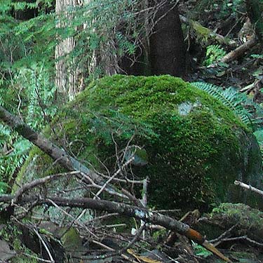 mossy boulder in forest, Deer Creek Road near Silverton, Snohomish County, Washington