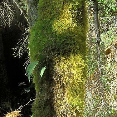 mossy maple trunk, Deer Creek Road, near Silverton, Snohomish County, Washington
