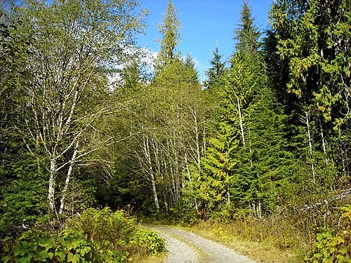 forest along Deer Creek Road near Silverton, Snohomish County, Washington