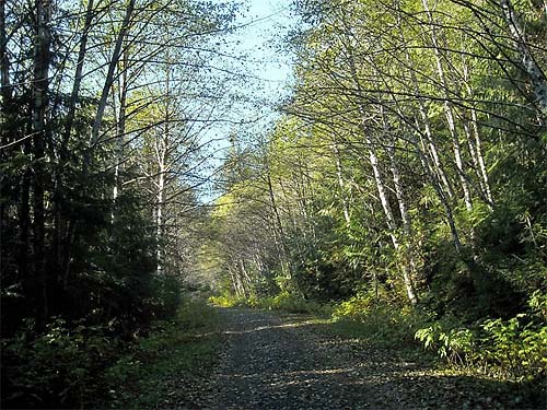 Shady section of Deer Creek Road near Silverton, Snohomish County, Washington