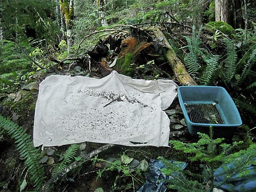 sifting leaf litter, Deer Creek Road near Silverton, Snohomish County, Washington