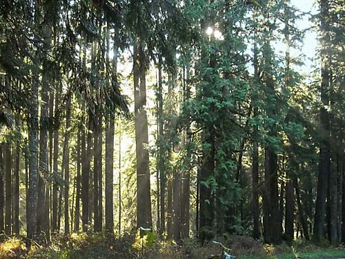 sun through trees, Mountain Loop Highway at Deer Creek Road, near Silverton, Snohomish County, Washington