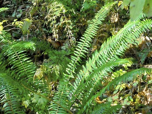 fern understory Polystichum munitum, Deer Creek Road, near Silverton, Snohomish County, Washington