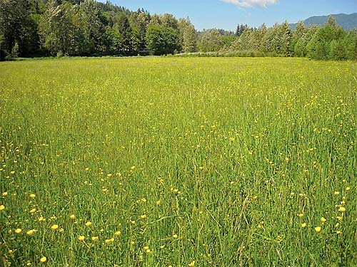 5-acre grassy field, Deming Homestead Eagle Park, Whatcom County, Washington