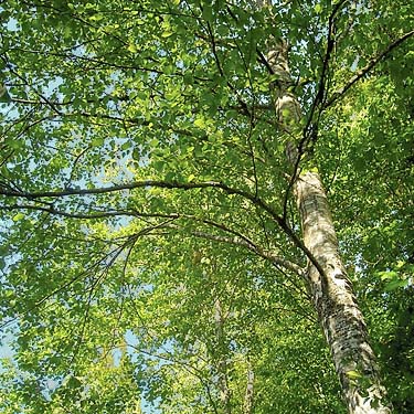 cottonwood forest canopy,  Deming Homestead Eagle Park, Whatcom County, Washington