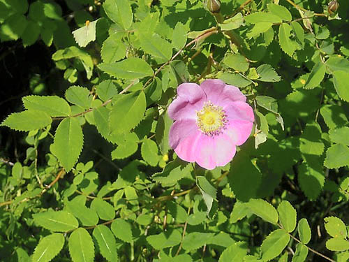 wild rose, Deming Homestead Park, Whatcom County, Washington