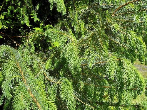 Sitka spruce foliage Picea sitchensis, Deming Homestead Park, Whatcom County, Washington