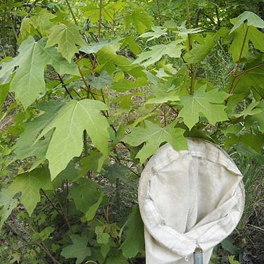 bigleaf maple Acer macrophyllum, Derby Canyon, Chelan County, Washington