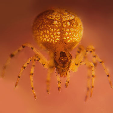 rare undescribed Theridiidae spider Dipoena #1, Derby Canyon, Chelan County, Washington
