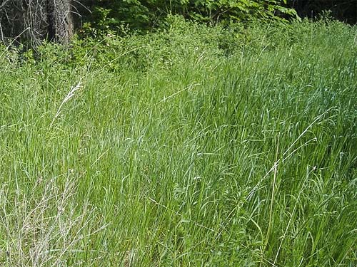 small grassy field, Derby Canyon, Chelan County, Washington