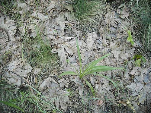 maple leaf litter, Derby Canyon, Chelan County, Washington