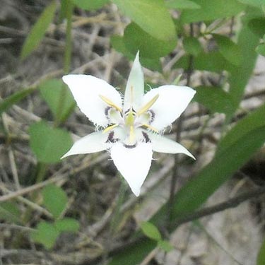 Calochortus lyallii, mariposa lily, Derby Canyon, Chelan County, Washington