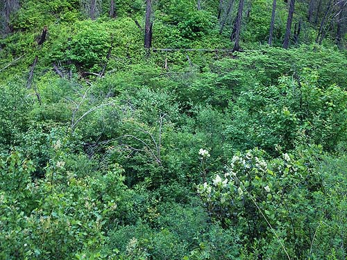 shrub understory of open pine forest, Derby Canyon, Chelan County, Washington