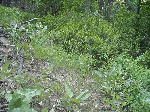 vegetation on open pine hillside, Derby Canyon, Chelan County, Washington